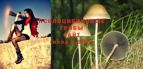 шишки Белокуриха