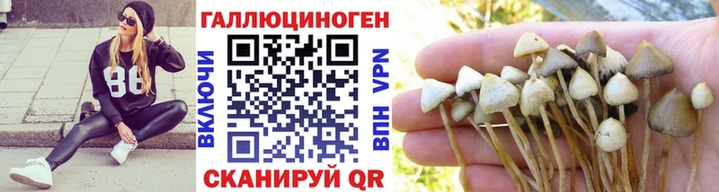 где можно купить   Железногорск-Илимский  Галлюциногенные грибы Psilocybine cubensis 